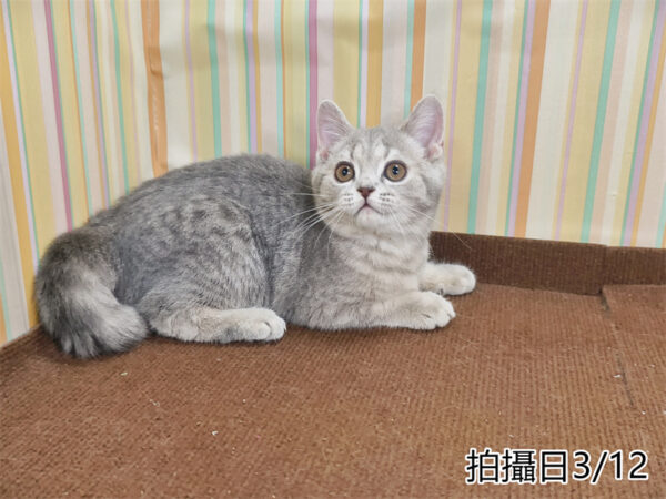 114年12月出生：《立耳英國短毛母貓》 (藍金虎斑)