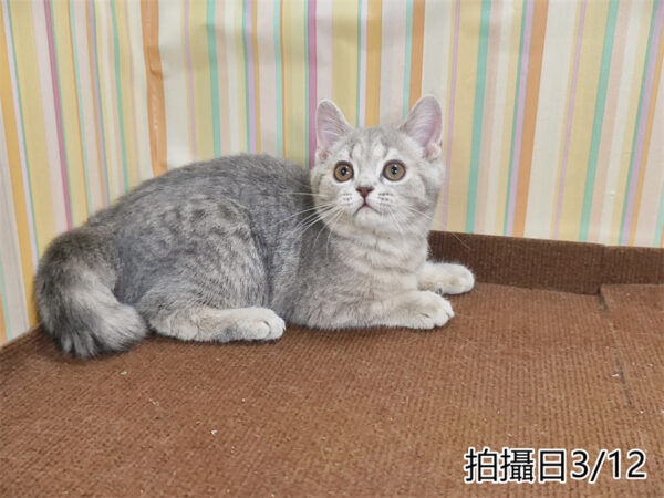 114年12月出生：《立耳英國短毛母貓》 (藍金虎斑)