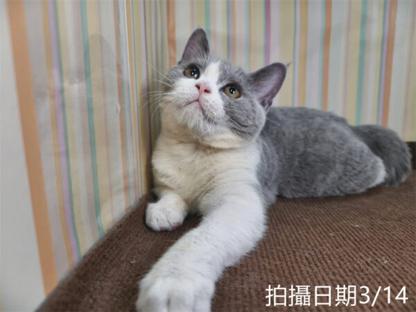 114年11月出生：《立耳英國短毛母貓》 (已售)
