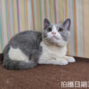 114年11月出生：《立耳英國短毛母貓》 (已售)