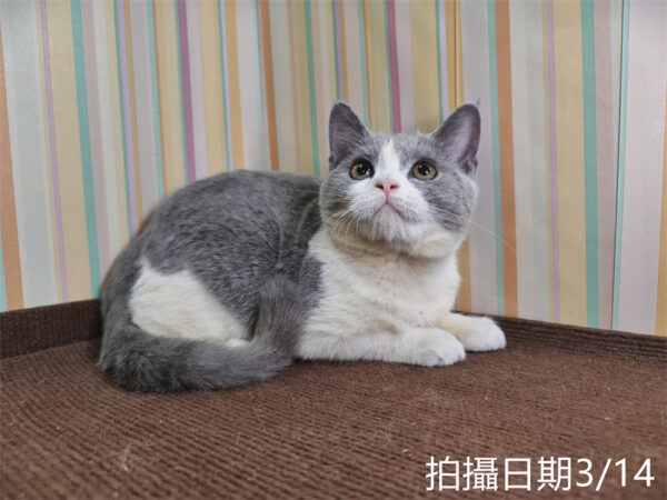 114年11月出生：《立耳英國短毛母貓》 (已售)