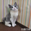 114年11月出生：《立耳英國短毛母貓》 (已售)