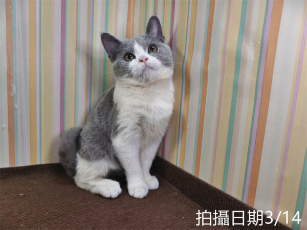114年11月出生：《立耳英國短毛母貓》 (已售)