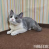 114年11月出生：《立耳英國短毛母貓》 (已售)