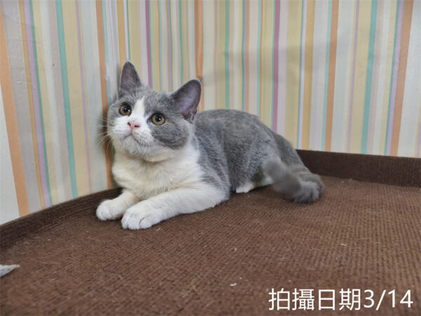 114年11月出生：《立耳英國短毛母貓》 (已售)