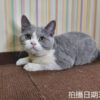 114年11月出生：《立耳英國短毛母貓》 (已售)