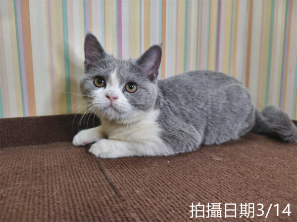 114年11月出生：《立耳英國短毛母貓》 (已售)
