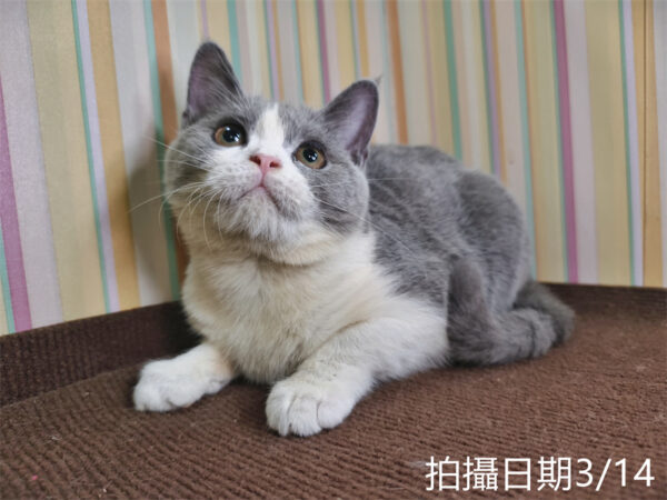 114年11月出生：《立耳英國短毛母貓》 (已售)