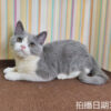 114年11月出生：《立耳英國短毛母貓》 (已售)