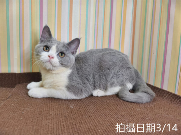 114年11月出生：《立耳英國短毛母貓》 (已售)