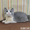 114年11月出生：《立耳英國短毛母貓》 (已售)
