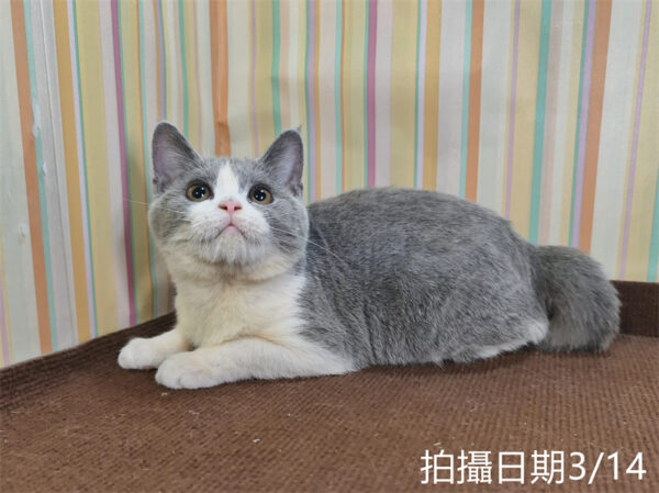 114年11月出生：《立耳英國短毛母貓》 (已售)
