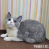 114年11月出生：《立耳英國短毛母貓》 (已售)