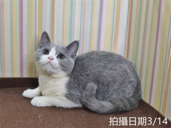 114年11月出生：《立耳英國短毛母貓》 (已售)