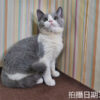 114年11月出生：《立耳英國短毛母貓》 (已售)