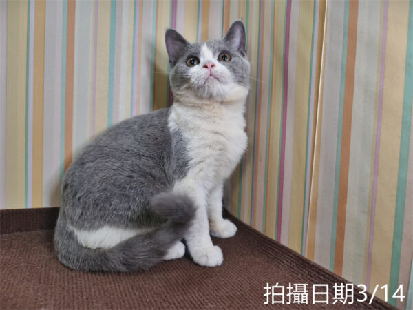 114年11月出生：《立耳英國短毛母貓》 (已售)