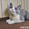 114年11月出生：《立耳英國短毛母貓》 (已售)