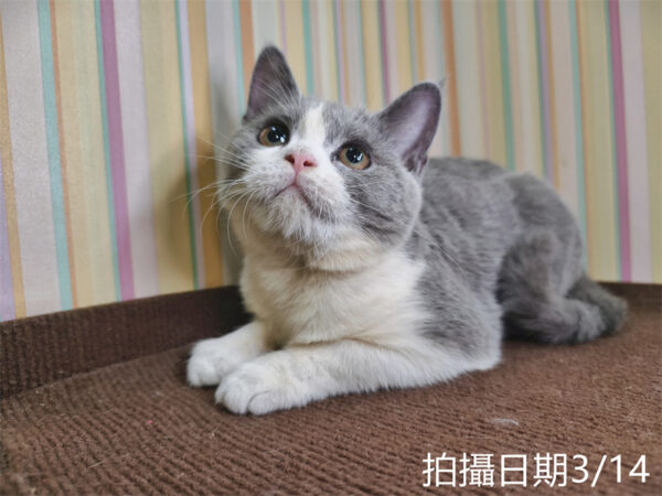 114年11月出生：《立耳英國短毛母貓》 (已售)