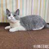 114年11月出生：《立耳英國短毛母貓》 (已售)