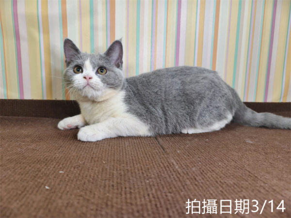114年11月出生：《立耳英國短毛母貓》 (已售)