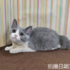 114年11月出生：《立耳英國短毛母貓》 (已售)