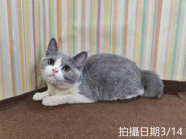 114年11月出生：《立耳英國短毛母貓》 (已售)