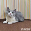 114年11月出生：《立耳英國短毛母貓》 (已售)
