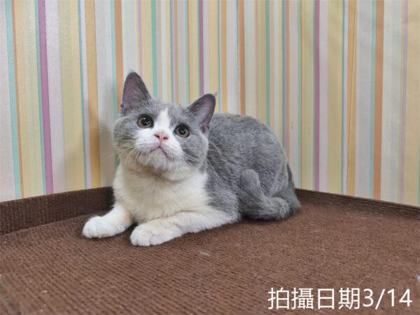 114年11月出生：《立耳英國短毛母貓》 (已售)