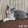 114年11月出生：《立耳英國短毛母貓》 (已售)