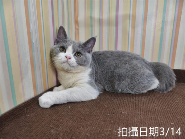 114年11月出生：《立耳英國短毛母貓》 (已售)