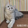 114年12月出生：《立耳英國短毛母貓》 (藍金虎斑)