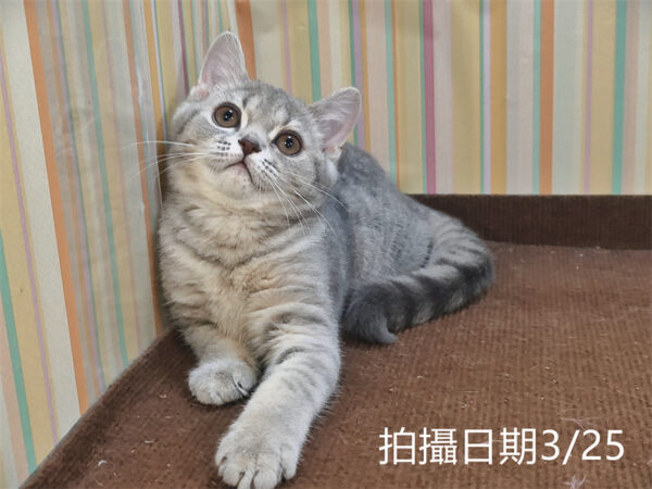 114年12月出生：《立耳英國短毛母貓》 (藍金虎斑)