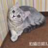 114年12月出生：《立耳英國短毛母貓》 (藍金虎斑)
