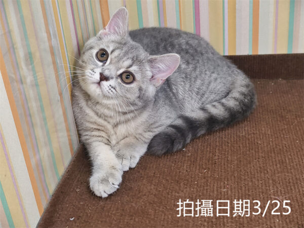 114年12月出生：《立耳英國短毛母貓》 (藍金虎斑)