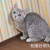 114年12月出生：《立耳英國短毛母貓》 (藍金虎斑)