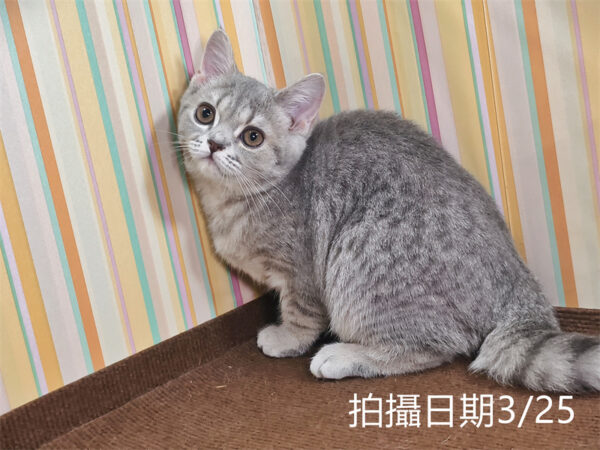114年12月出生：《立耳英國短毛母貓》 (藍金虎斑)