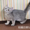 114年12月出生：《立耳英國短毛母貓》 (藍金虎斑)