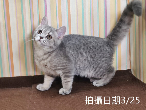 114年12月出生：《立耳英國短毛母貓》 (藍金虎斑)