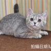 114年12月出生：《立耳英國短毛母貓》 (藍金虎斑)
