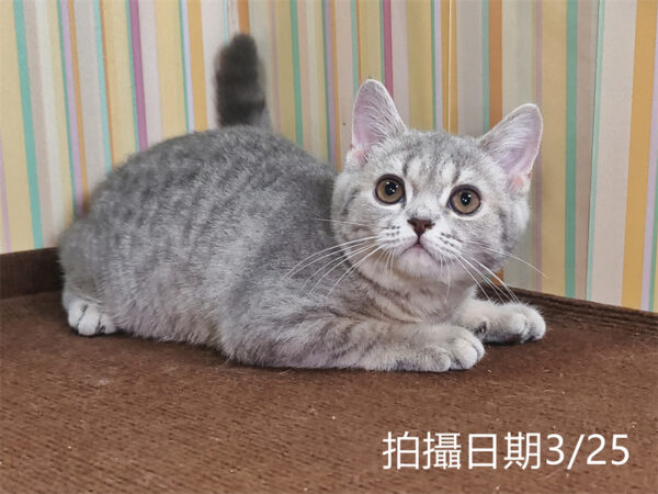 114年12月出生：《立耳英國短毛母貓》 (藍金虎斑)