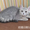 114年12月出生：《立耳英國短毛母貓》 (藍金虎斑)