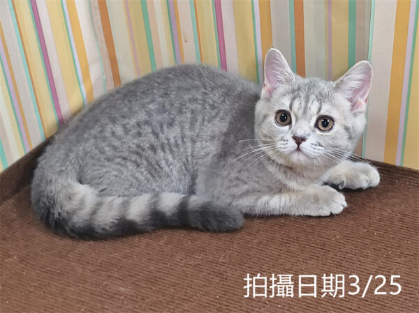 114年12月出生：《立耳英國短毛母貓》 (藍金虎斑)