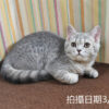 114年12月出生：《立耳英國短毛母貓》 (藍金虎斑)