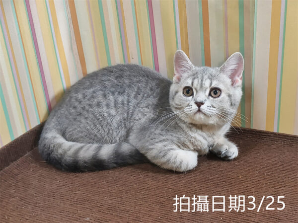 114年12月出生：《立耳英國短毛母貓》 (藍金虎斑)