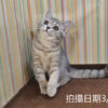 114年12月出生：《立耳英國短毛母貓》 (藍金虎斑)