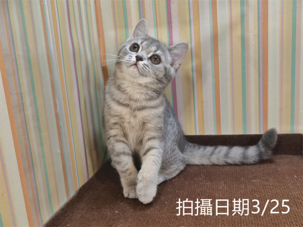 114年12月出生：《立耳英國短毛母貓》 (藍金虎斑)