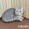 114年12月出生：《立耳英國短毛母貓》 (藍金虎斑)
