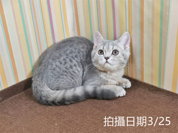 114年12月出生：《立耳英國短毛母貓》 (藍金虎斑)