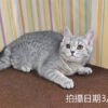 114年12月出生：《立耳英國短毛母貓》 (藍金虎斑)