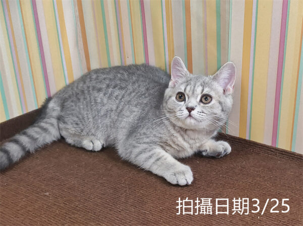 114年12月出生：《立耳英國短毛母貓》 (藍金虎斑)